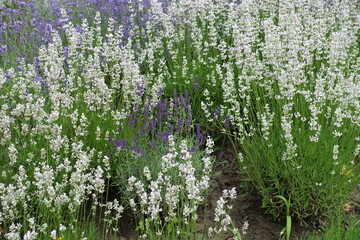 Flowers of white and purple lavender in June