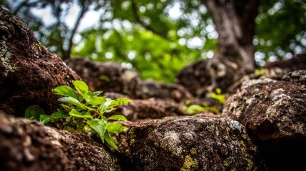 Close-up of rough volcanic rock surfaces covered in vibrant green moss and lichen, showcasing natural growth and organic textures in a detailed outdoor environment.