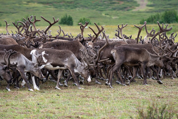 Reindeer in the herd. Yamal, Russia