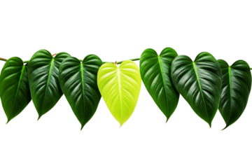 Row of heart shaped green leaves with one unique yellow leaf isolated on transparent background
