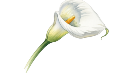 White Calla Lily flower with green stem and yellow spadix on black background watercolor illustration