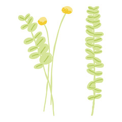 Hand drawn eucalyptus branches and yellow flowers on white background
