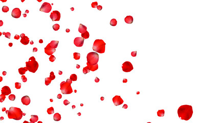 realistic red rose petals falling on transparet background,png romantic flower valentine love and marriage social media design element