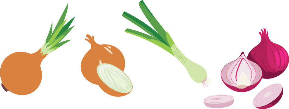 Fresh onion variety set with whole yellow onions, red onion slices, spring scallions, organic vegetables for cooking, flat vector food illustrations.