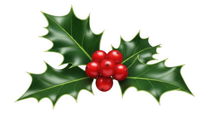 Holly Leaves and Red Berries Christmas Decoration Illustration Isolated on White Background