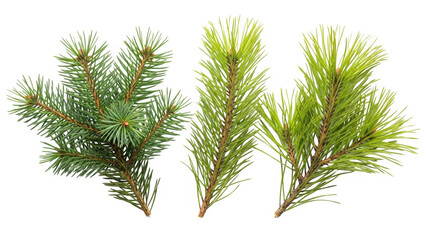 Set of three green pine and spruce evergreen branches isolated on white, botanical elements for winter and Christmas nature-inspired designs
