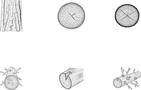 Detailed illustration of tree trunk and logs with various cross sections
