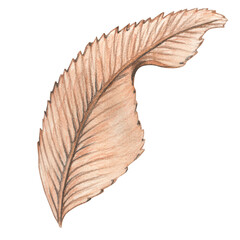 Pastel leaf hand drawn botanical illustration in natural brown tones