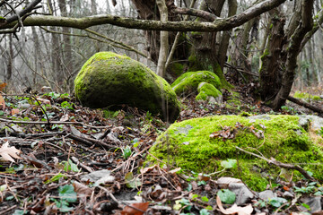 A stone covered with green moss in the forest. Wildlife landscape.