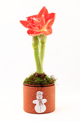 Die Bl&uuml;te und Knospe einer Amaryllis in der Weihnachtszeit