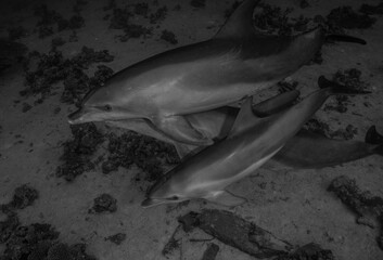 A black and white photo of three dolphins swimming in the ocean © Miro