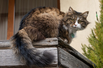 A fluffy long-haired tabby cat with striking green eyes and a white chest. The feline is perched on weathered wooden beams, looking directly at the viewer with a curious gaze.