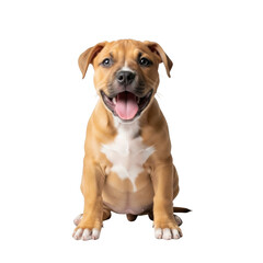 Adorable tan and white pitbull puppy sitting and panting with pink tongue visible against a solid black background