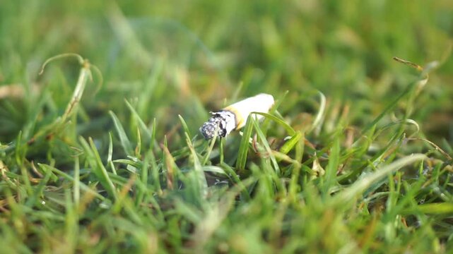 Close-up image of a burning clove cigarette butt on green grass.