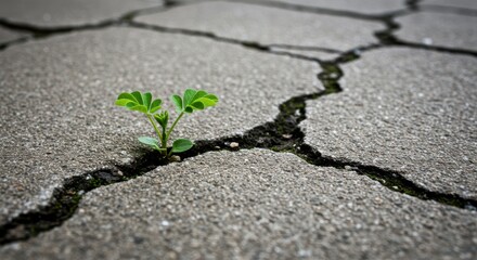 Small plant growing through crack in concrete, a story of resilience and the power of nature.