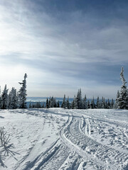 Snow tracks leading through pine forest under clear winter sky.