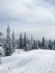Snow covered pine forest on gentle mountain slope
