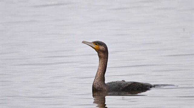 Great cormorant swimming on a lake