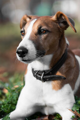 Brown and white dog fox terrier portrait , close up view . Vertical shot