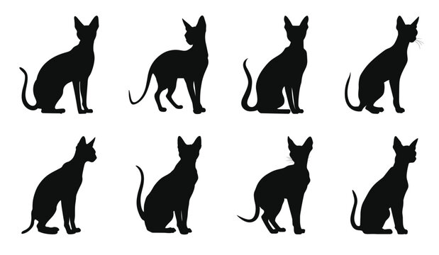 peterbald cat silhouettes vector bundle black cats