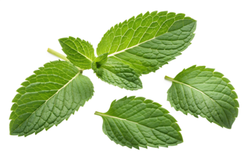 Vibrant fresh peppermint sprig with bright green textured leaves isolated on a black background showcasing detailed serrated edges and prominent veins essential for culinary decoration and herbal reme