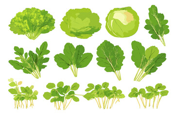Collection of Fresh Green Leafy Vegetables © icon_art