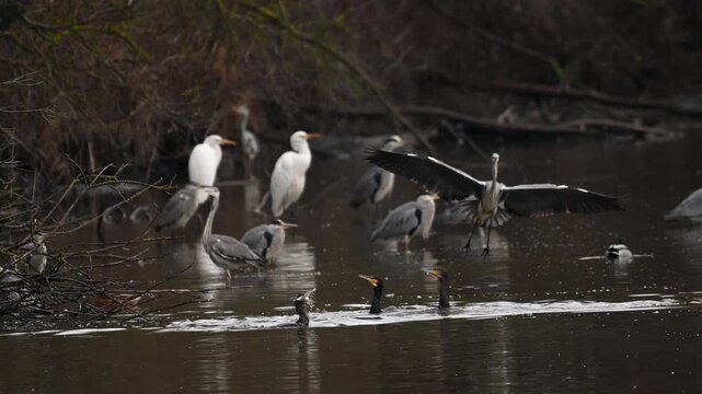 Grey herons and great egrets standing in shallow water on a lake
