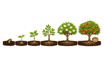 Tree Growth Stages with Fruits and Flowers