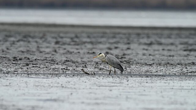Grey heron walking and foraging in shallow water