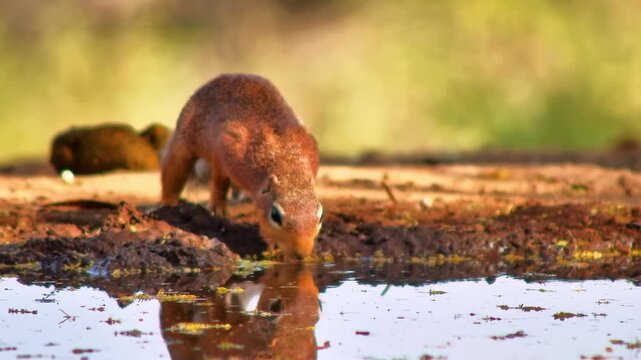 A cute African ground squirrel drinks from a muddy puddle at a watering hole.