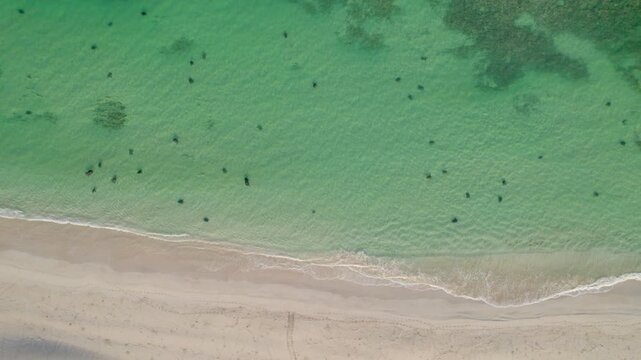Upward-flying drone shot over Ningaloo Reef near Exmouth reveals multiple sea turtles in shallow water, with turtle tracks across the sand leading toward a nesting area near Jurabi Turtle Centre.