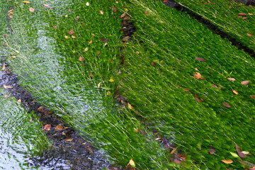 ミシマバイカモの緑がきれいな源兵衛川のせせらぎ