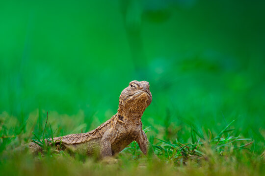 An Indian spiny-tailed lizard (Saara hardwickii) stands alert on grassland terrain at Dhawa Doli Wildlife Sanctuary, Rajasthan. Captured at ground level, the image highlights the reptile&rsquo;s rugged 