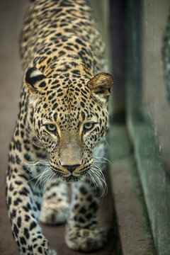 Persian leopard (Panthera pardus saxicolor), known as the Caucasian leopard