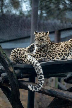 Persian leopard (Panthera pardus saxicolor), known as the Caucasian leopard