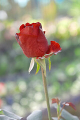 Obraz premium Beautiful red rose flower closeup in garden, A very beautiful red rose flower bloomed on the rose tree, Rose flower closeup, bloom flowers, Natural spring flower, Natural floral background,