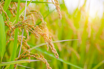 colorful yellow ripe rice fields in the autumn season south korea.Ripe rice field and sky landscape on the farmcolorful yellow ripe rice fields in the autumn season south korea.