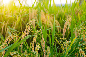 sunny day with rice paddy in rice fields before the autumn.