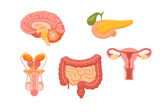 Human Endocrine System Organs Illustration