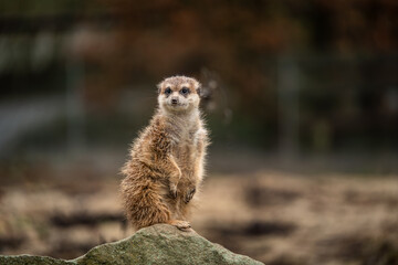 The meerkat (Suricata suricatta) or suricate