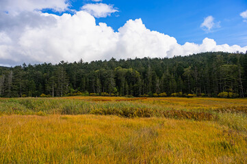 秋の尾瀬、大江湿原