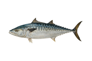 Fototapeta premium Fresh King Fish Whole Seafood Realistic Marine Animal Isolated on a Transparent Background