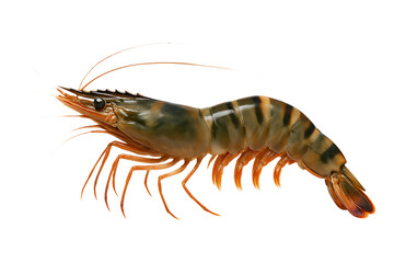 Fresh King Prawn Seafood Realistic Shellfish Isolated on a Transparent Background