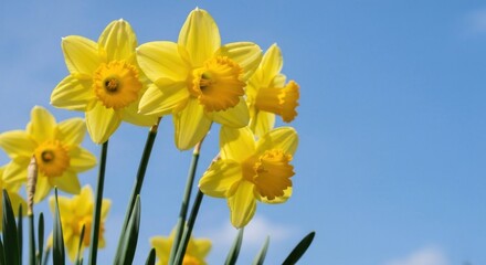 Obraz premium Bright yellow daffodils against a clear blue sky (1)