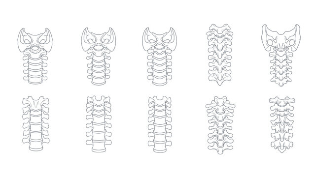Detailed line art illustrations of human cervical vertebrae, showcasing the anatomical structure of the neck bones.