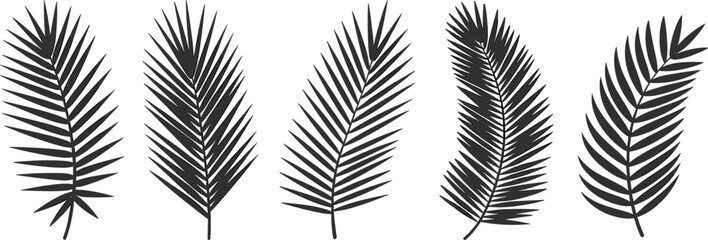 Palm leaf silhouette, tropical foliage, botanical nature art, black palm frond, summer design, exotic leaves, minimalist vector illustration, tropical plant © MstFatema