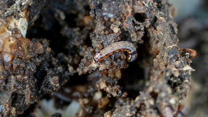 Lily caterpillars and Moth caterpillars are destroying a plant.