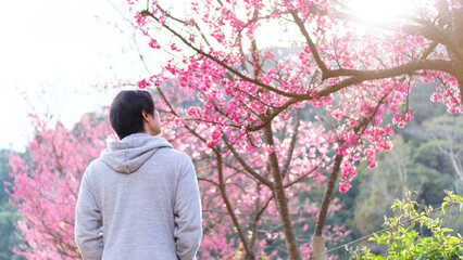 A young man is standing amidst the cherry blossom trees.