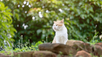 A cute white cat is sitting amidst nature.