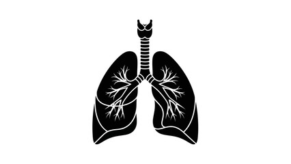 Illustration of human lungs with trachea and bronchi on white background.